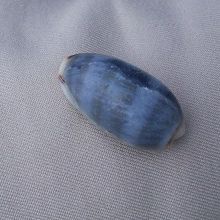 綺麗なタカラガイが落ちていた