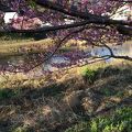 河津桜河津川沿い桜並木