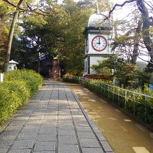 多くの松の木が植えられています