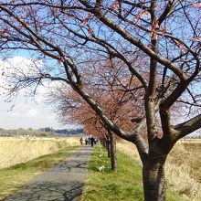 河津桜は三分咲きでした