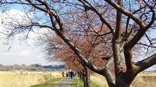 河津桜見物で多くの人出でした