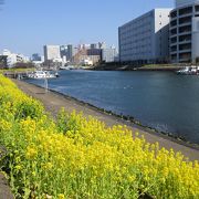 菜の花がきれいでした