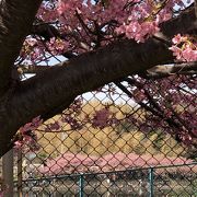 河津桜の絶景