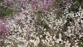 梅が満開でした