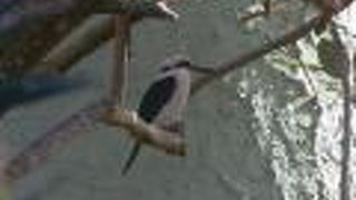 ネクター サイパン ホテル ＆ スパ