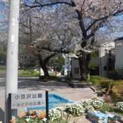 二輪草の群生地がある公園