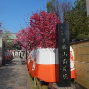 ２年続けて枝垂れ桜を見ることができた