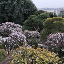 裏庭の梅がとてもいい香り