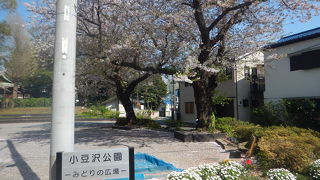 二輪草の群生地がある公園