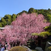 個人宅に咲くしだれ梅