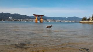 モンサンミッシェルか厳島神社か、神の使いの鹿が海を渡る
