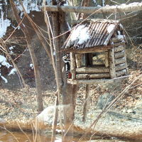 ロビーからアカゲラも見えます