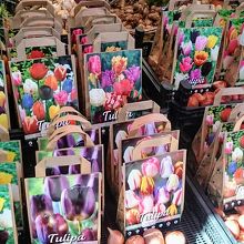 チューリップの球根がいっぱい