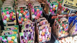 チューリップの球根が沢山並ぶ「シンゲルの花市」