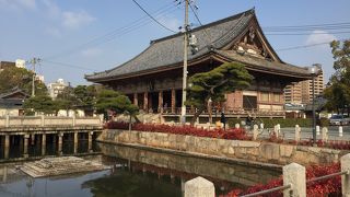 冬だからか、あまりカメさんは見かけませんでした。