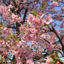 東京農業大学 桜