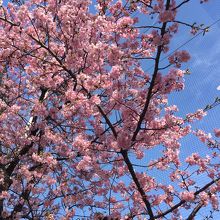東京農業大学 桜