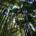 竹林のあるお寺