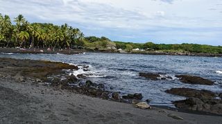 海亀がよく甲羅干しをしに来る黒砂海岸