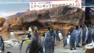 ペンギンの散歩