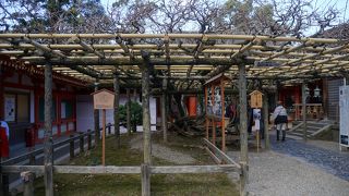 花の時期に見ないと感動は薄いと思います