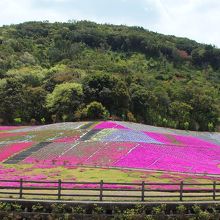 芝桜公園