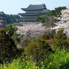 4月初めには、菜の花や桜が満開だった薬泉寺。