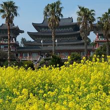 菜の花畑向こうに見えた薬泉寺。