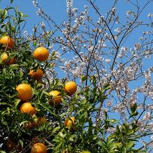 薬泉寺境内の一画。