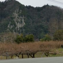 こちらも咲いてません