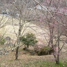 少し咲いてます