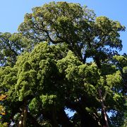 城願寺のビャクシンと呼ばれる国指定天然記念物の大木