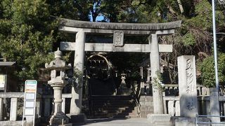 隆々とした大木が育っていて気持ちいい