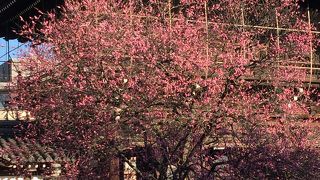 西本願寺のとなりにあります