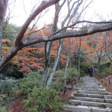 京都屈指の紅葉の名所、常寂光寺。
