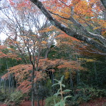 境内のもみじは深紅や黄色に染まり、一年中で最も華やかな季節。