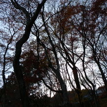 紅葉を逆光で撮ってみました。