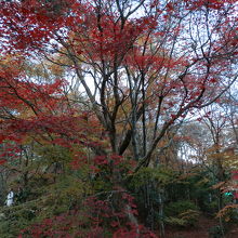 紅葉は葉を落とし、薄くなりつつあります。