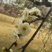 梅が有名な豊田の公園