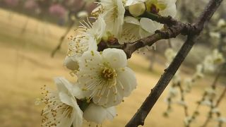 平芝公園