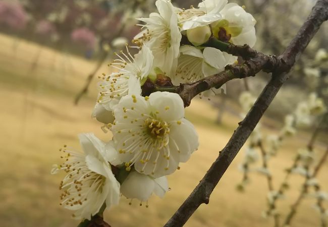 梅が有名な豊田の公園