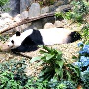 マナティーもパンダもキリンもいる水族館?