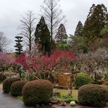 赤・白・桃色の梅