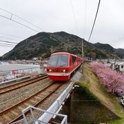 河津桜まつりで大混雑　出口改札清算窓口が混雑　SUICA利用可　事前に十分に入金必須