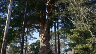 表面がねじ曲がって延びたような姿