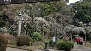 梅が咲いてました。