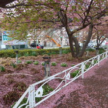 駅前広場のかなり散ってしまった河津桜