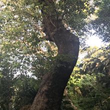 パワーをいっぱいいただきます