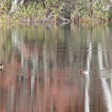 湖面にはヒドリガモが・・・。