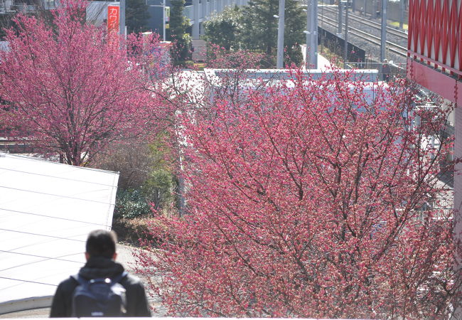 おおたかの森駅東口の緋寒桜